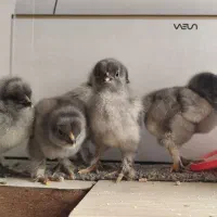 جوجه برهما فوق سنگین|حیوانات مزرعه|تهران, دروازه شمیران|دیوار