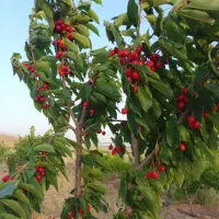 باغ بهترین نقطه صومعه