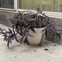 گلدان نرده ای|گل و گیاه طبیعی|تهران, آسمان|دیوار