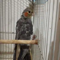 طوطی عروس هلندی سالم و سرحال|پرنده|لاهیجان, گلستان|دیوار