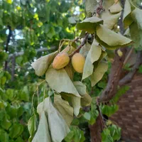مشاوره و کارشناسی باغات و مزارع