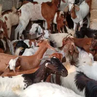 کهره نر و بز با قصابی خود بندرعباس|حیوانات مزرعه|بندرعباس, |دیوار