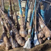 توزیع سنوبر ۳ الی ۴ متری|خدمات باغبانی و درختکاری|سرخه, |دیوار