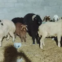 گوسفند و گاو در شادگان