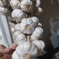 فروش سیر محلی