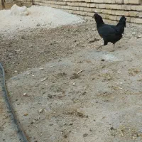 مرغ و خروس گلین