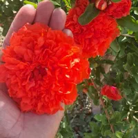 فروش گل انارفارسی