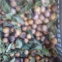 ازگیل جنگلی