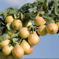 نهالستان مهندس قاسمی تولید کننده انواع نهال|خدمات باغبانی و درختکاری|آبش احمد, |دیوار