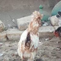 مرغ زینتی|حیوانات مزرعه|آران و بیدگل, |دیوار