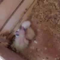 عروس هلندی مولد|پرنده|آبدانان, |دیوار