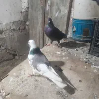 با سلام خدمت عشق بازان