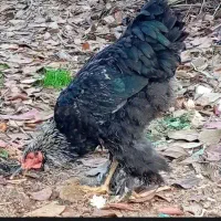 مرغ و خروس|حیوانات مزرعه|لاهیجان, آهندان|دیوار