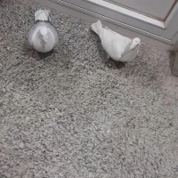 کبوترپلاکی|پرنده|فلاورجان, |دیوار