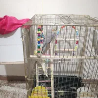 دوتا عروس هلندی