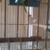 فنچ مصری سیلور و زبرا|پرنده|بوشهر, |دیوار