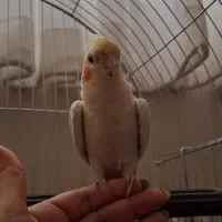 جوجه عروس هلندی