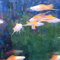 سوارتیل|ماهی|شاهرود, |دیوار