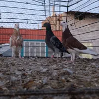 کفتر پلنگ و پولکی|پرنده|بیرجند, |دیوار