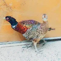 پرنده زینتی سیلور امریکایی بلژیکی و لیدی طاووس|پرنده|شیراز, امام حسین|دیوار