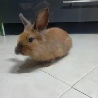 واگذاری خرگوش
