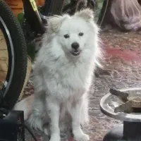 جفت سگنروماده خوشگل ودوست داشتنی|سگ|بهبهان, |دیوار