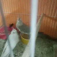 جوجه عروس هلندی|پرنده|مشهد, یوسفیه (شهرک غرب)|دیوار