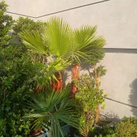 فروش درخت|گل و گیاه طبیعی|تهران, شهرک شهید باقری|دیوار