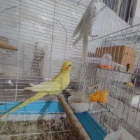 عروس هلندی|پرنده|فین, |دیوار