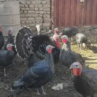 ۲۰ عدد بوقلمون