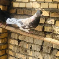 کبوتر کلیی|پرنده|سوسنگرد, |دیوار