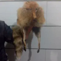 کلاه|لباس|ساوه, |دیوار