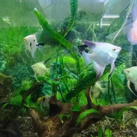 آکواریوم،لوازم جانبی و انواع ماهی‌های زینتی|ماهی|گنبد کاووس, |دیوار