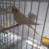 عروس هلندی لوتینو والبینو  فروشی|پرنده|تربت جام, مطهری|دیوار