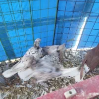 16عدد دم سفید تازه ایزی کنار کردن همه قیچی|پرنده|سبزوار, اسلام آباد|دیوار