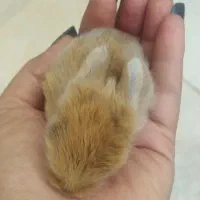 خرگوش لوپ جرسی مینیاتوری