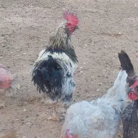 خروس محلی گوشتی|حیوانات مزرعه|شیراز, سعدیه شمالی|دیوار