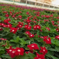 تولید وعرضه انواع گلهای فصلی