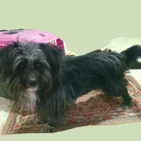 واگذاری سگ شیتزو تریر