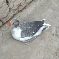 غاز|حیوانات مزرعه|یزد, |دیوار