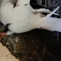 کفتر|پرنده|کهنوج, |دیوار