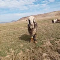 بره قوچ،نرمیش،میش اصل بختیاری