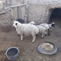 بره نر گوشتی