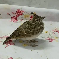 سهره