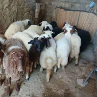 بره‌پروارچاق