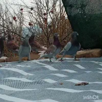 کفتر سوسنی غوره ای همه نر|پرنده|داراب, |دیوار