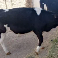 گوساله ماده سیمنتال|حیوانات مزرعه|قیدار, |دیوار