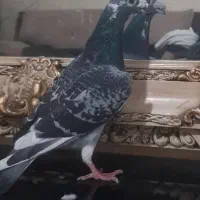 کفتر پلاکی عراقی