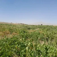 فروش باغ انگور