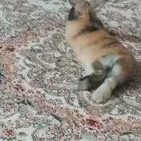 خرگوش بازیگوش